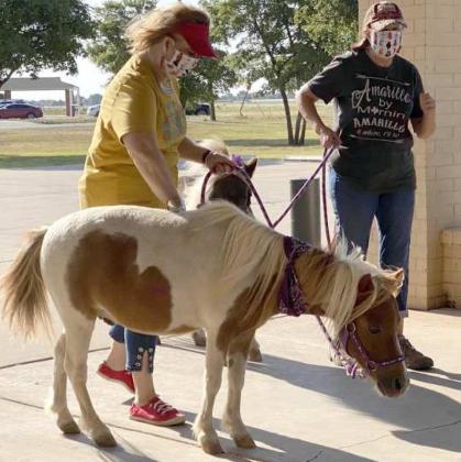 HORSES ARRIVE FOR VISIT—Robin Rekita and Melanie Tatum, owners of Crackerjack (in front); and Buttercup (in back), with “Minis and Friends South Plains”; as they arrive for a visit with residents at the Library of Legacy Assisted Living. The horses provide an important “change from the usual” in offering comfort and enjoyment for the residents, who lately have been isolated because of the COVID-19 Pandemic. A change of activities makes a difference. (Photo by Krista Carpenter)