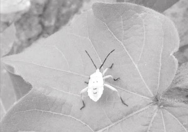CROP AND PEST SITUATION