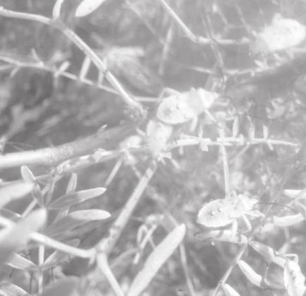 CROP AND PEST SITUATION