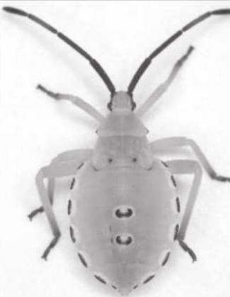 CROP AND PEST SITUATION