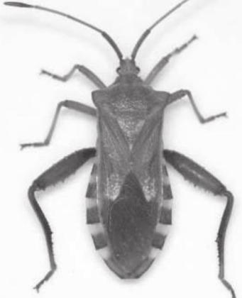 CROP AND PEST SITUATION
