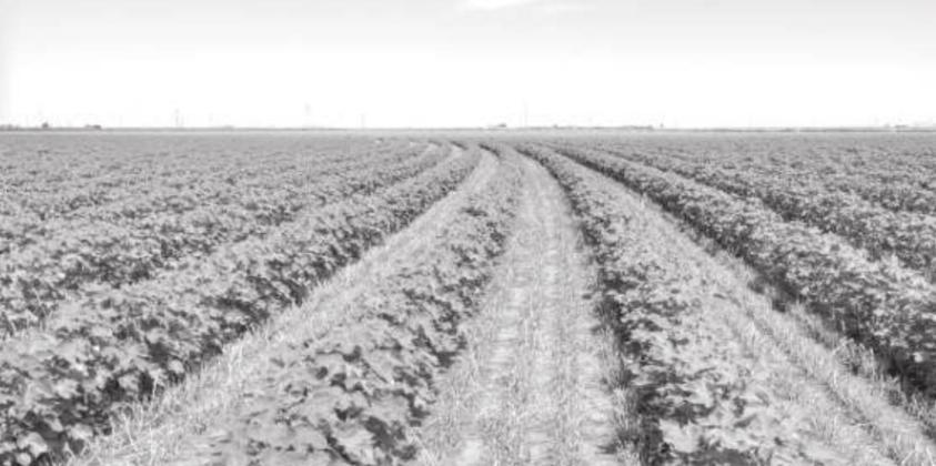 CROP AND PEST SITUATION
