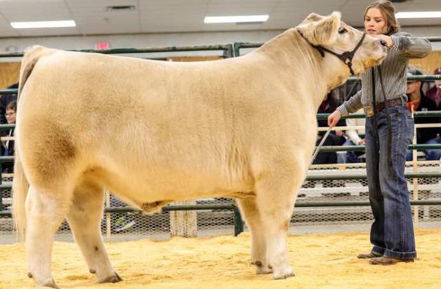 Kennadi Hanlin of Littlefield 4-H won Reserve Grand Champion Steer at the Littlefield Area Junior Livestock Show on Friday at the Lamb County Ag Center. Judged by Hadley Albracht. (Photo by MD Creations)