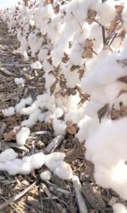 COTTON BOLLS left strung out from the plants by the Panhandle weather events. (Texas A&amp;M AgriLife photo by Murilo Maeda)