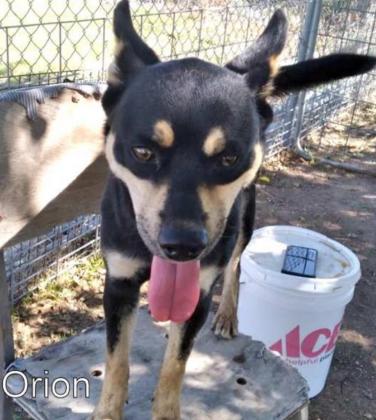 ORION is roughly two years old. He is a Kelpie mix and very playful. He does good with kids, but needs to be the only dog in the house. (Submitted Photo)