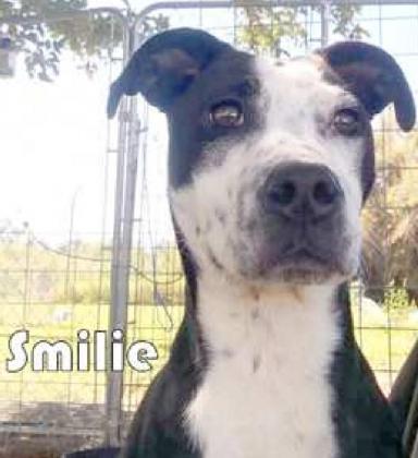 SMILIE is roughly a year old. She is a Heeler mix and is very adventurous. She is good with kids and does fine with other dogs if introduced slowly. (Submitted Photo)