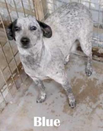 BLUE is roughly seven months old. She is a Blue Heeler/ Chihuahua mix. Blue is current on all her shots, and she is spayed. She does okay with other dogs, but does not like small children. She is playful and an absolute sweetheart. (Submitted Photo)