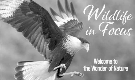 Conservation group Wildlife in Focus expands unique photography contest to reach more landowners, photographers statewide