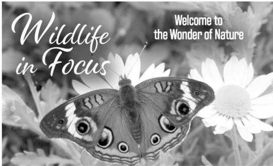 Conservation group Wildlife in Focus expands unique photography contest to reach more landowners, photographers statewide