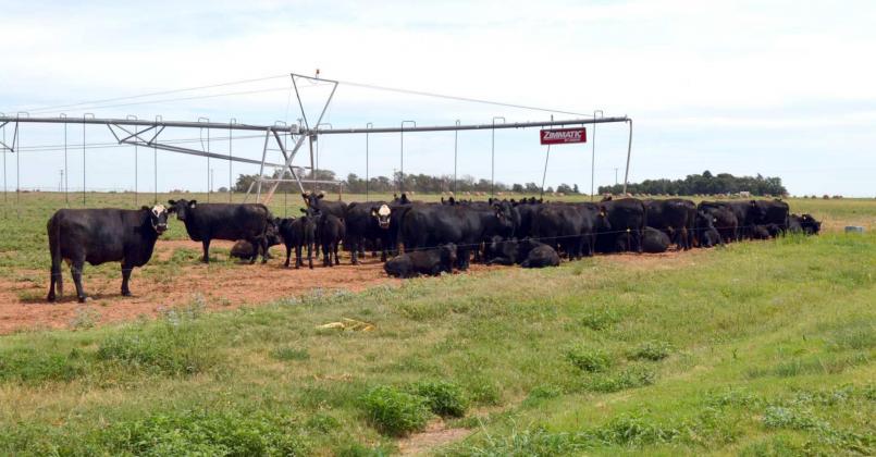 CATTLE RESTING