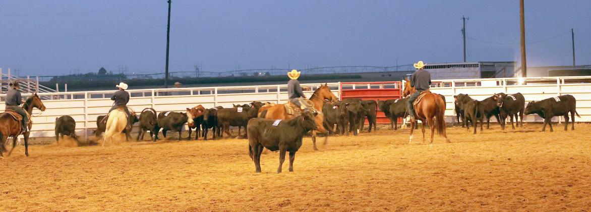 First steer cut from the herd, only four to go in consecutive order at the Sorting Competition during the Earth, Tx WRCA Rodeo held on Friday, September 20, 2024. (Photo by Ann Reagan)