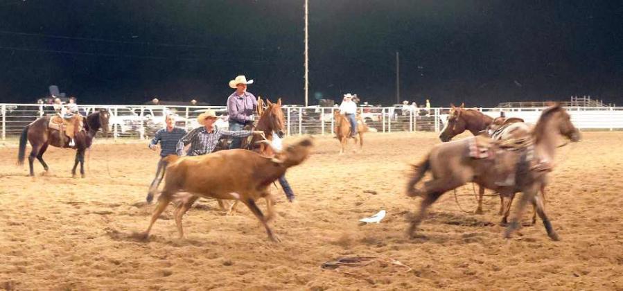 Step 1- Wild cow milking contest step one catch the cow at the Earth, Tx WRCA Rodeo on Friday, September 20, 2024. (Photo by Ann Reagan)