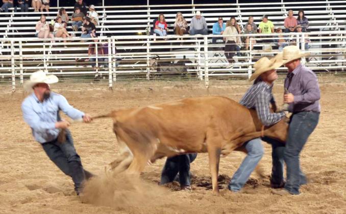 Step 2 - Milk the cow in the Wild Cow Milking Contest at the Earth, Tx., WRCA Rodeo on Friday, September 20, 2024. (Photo by Ann Reagan)