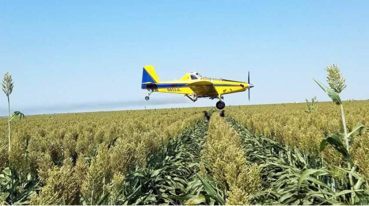 CROP AND PEST SITUATION