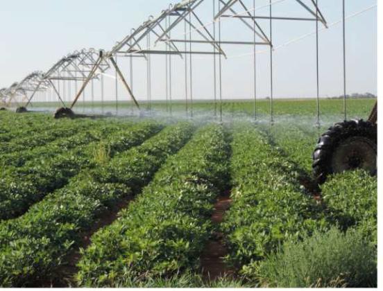 CROP AND PEST SITUATION