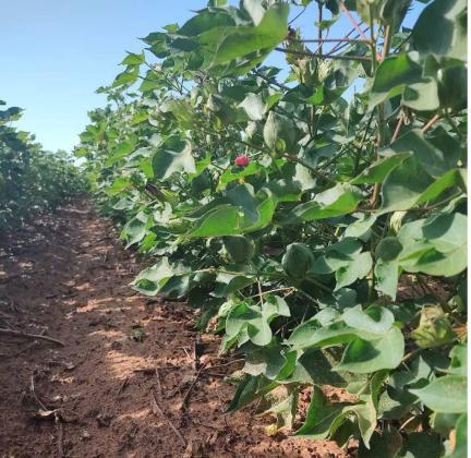 CROP AND PEST SITUATION