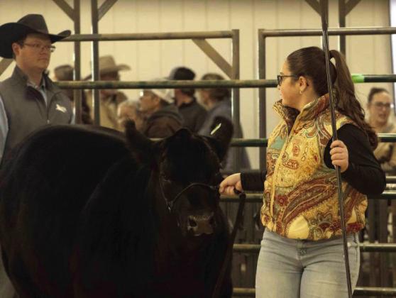 Rainey Hays wins Grand Championship Heifer at the Lamb County Livestock Show on January 10, 2026. (Photo by Madison Vidales)