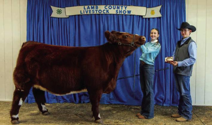 Piper Carr of Littlefield 4-H wins Reserve Grand Champion Heifer at the Lamb County Junior Livestock Show on January 10, 2026. (Submitted Photo)