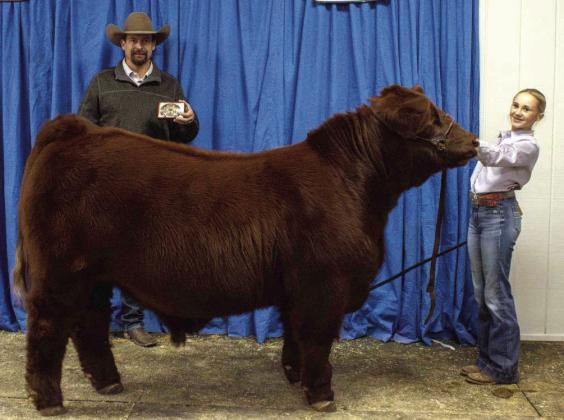 Paisli Claunch wins Reserve Grand Champion Steer at the Lamb County Junior Livestock Show on January 10, 2026. (Photo by Madison Vidales)