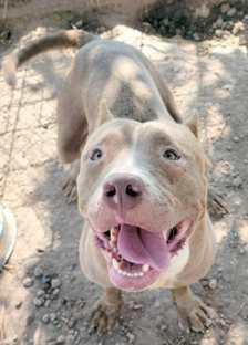 BIG BOY is roughly two years old. He is a Pit mix and a gentle giant. He is very sweet, loving and seeking a running and cuddle buddy. (Submitted Photo)