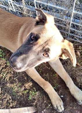 ATHENA is a two- to three-yearold Sheppard mix. She has a zest for life and loves long walks. She loves to be where the people are. (Submitted Photo)