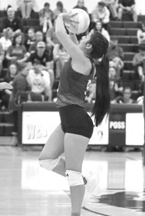 KAMILA SILVEIRA - Littlefield Lady Cats