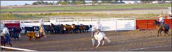 The Sorting event requires the team to cut a specific numbered steer out of the herd and then add three more sequentially numbered steers without letting any of the steers cut return to the herd within a specific time limit. Not an easy task. And to make it more interesting, neither horse nor rider can cross the line.