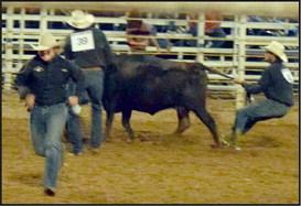 This team of cowboys prove that it is “udderly” possible to milk a wild cow and run very fast in cowboy boots at the WCRA Rodeo in Earth.
