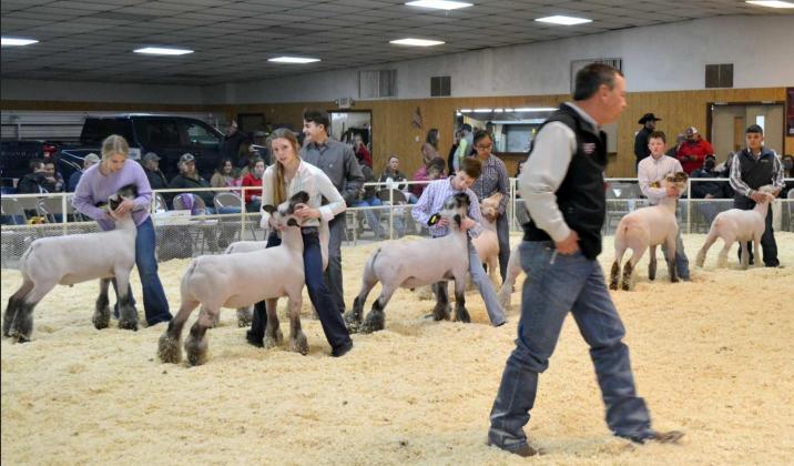 Lamb Championship Drive and Showmanships