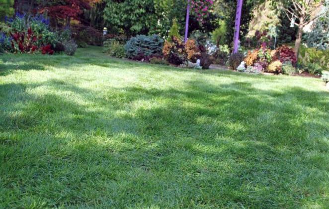 A HEALTHY LAWN is the best defense against weeds. (Photo courtesy of MelindaMyers.com)