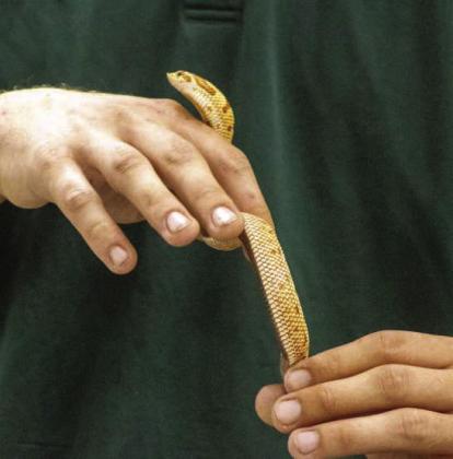 Wild West Wildlife visits Olton Library