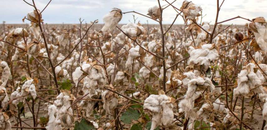 Cotton droops in Lamb County, Nov. 4, 2024. The product is still salvageable as long as it does not hit the ground, CEO of Texas Producers Co-Op Justin Bellar said. (Staff Photo by Madison Vidales)