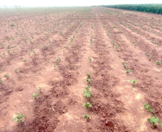 Irrigated Cotton, Lamb County, Photo taken June 25, 2025. Photo Courtesy Plains Cotton Growers