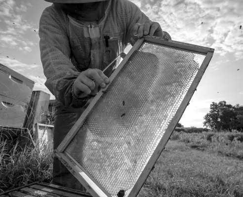 Texas beekeepers navigate a mixed honey harvest; Texas Crop and Weather Report