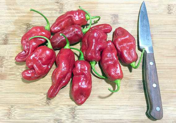 ROULETTE PEPPERS have the citrusy flavor of habaneros but not the heat. (Photo courtesy of All-America Selections)