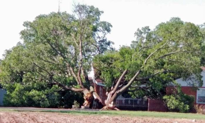 STORM ROLLS THROUGH TOWN -Athunderstorm and high winds rolled through the Area Wednesday night/Thursday morning. Shown is a large tree on Phelps Ave. in Littlefield that was uprooted during the storm. (Staff Photo by Derek Lopez)