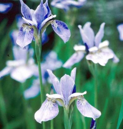 PERENNIAL PLANTS