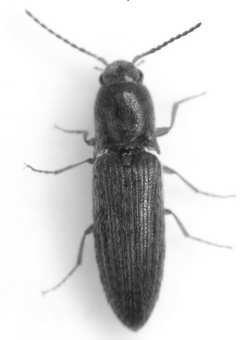 TRUE WIREWORM