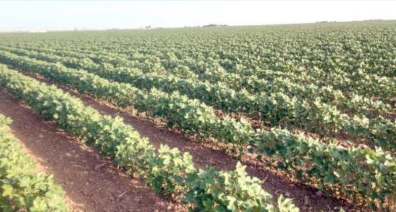 CROP AND PEST SITUATION