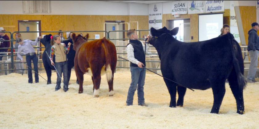 Heifer &amp; Dairy Heifer Championship Drive and Showmanships
