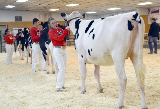 Heifer &amp; Dairy Heifer Championship Drive and Showmanships