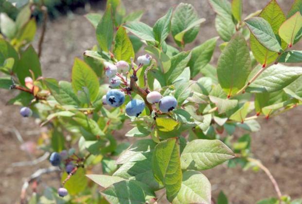 BLUEBERRIES are one of the most nutritious foods with antioxidants that fight cancer, disease, and the effects of aging. (Photo courtesy of MelindaMyers.com)