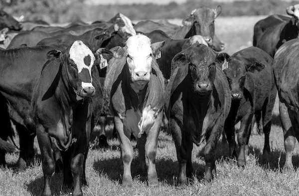Beef cattle prices have not reached a ceiling, according to a Texas A&amp;amp;M AgriLife Extension Service beef economist. (Michael Miller/Texas A&amp;amp;M AgriLife)