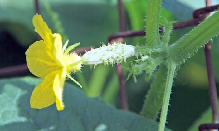 AFTER THE FIRST FLUSH OF FLOWERS, male and female flowers will appear for bees to pollinate and cucumbers to develop. (Photo credit: MelindaMyers.com)