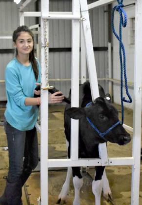 Getting ready for the county show