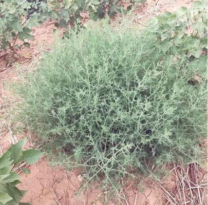 WEED OF THE WEEK -- Russian Thistle, aka Tumbleweed