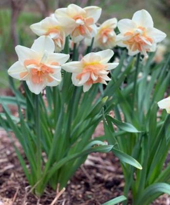 DELNASHAUGH is one of the most impressive double daffodils with its frilly petals, while early blooming Pink Pride has ruffled cups that start off apricot and gradually turn coral pink. (Photo courtesy of Longfield-Gardens.com)