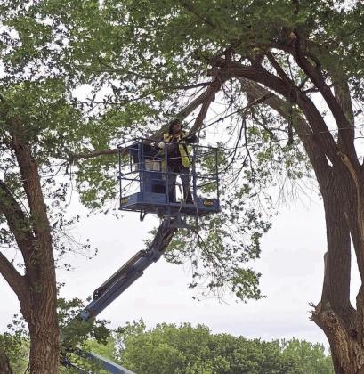 The City of Littlefield’s Parks Department was hard at work Wednesday morning trimming trees and cleaning up at Laguna Park. (Staff Photo by Derek Lopez)
