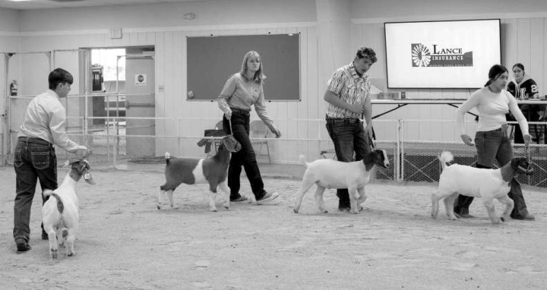 2026 Lamb County Junior Livestock Show Participants in the Goat Show