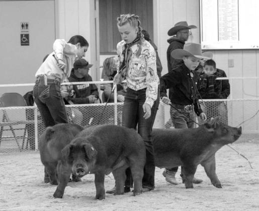 2026 Lamb County Junior Livestock Show Participants in the Swine Show